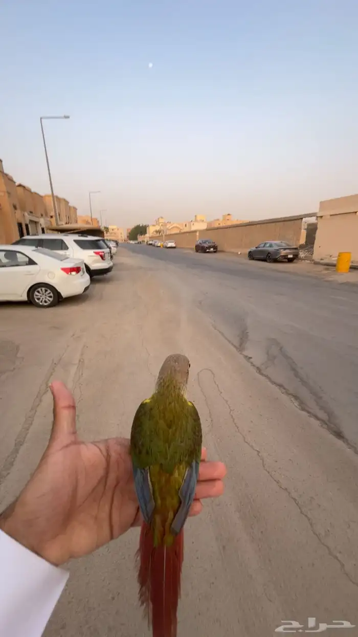 كنيور أليف 0