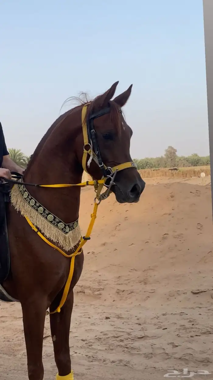 خيل عربي اصيل 2