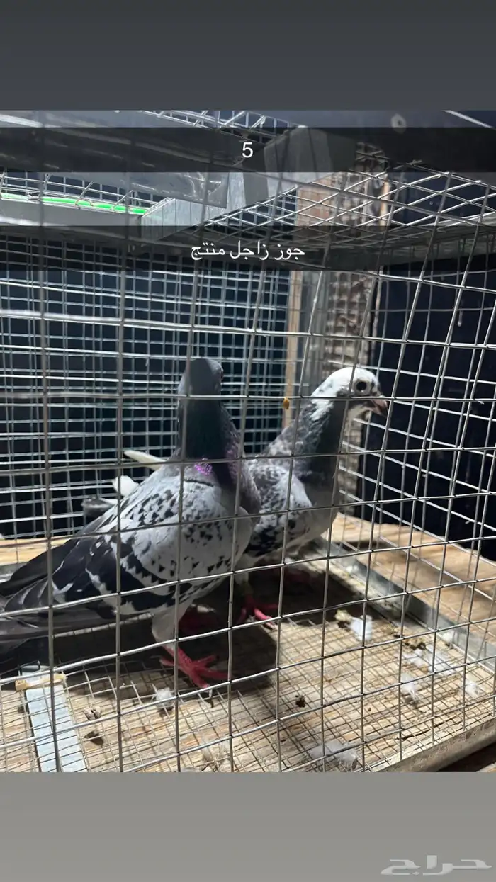 للبيع مجموعه حمام 8