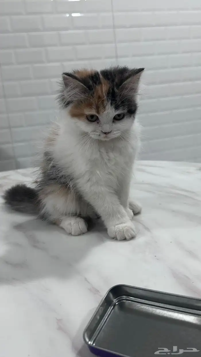 قطط للبيع الاحساء 2