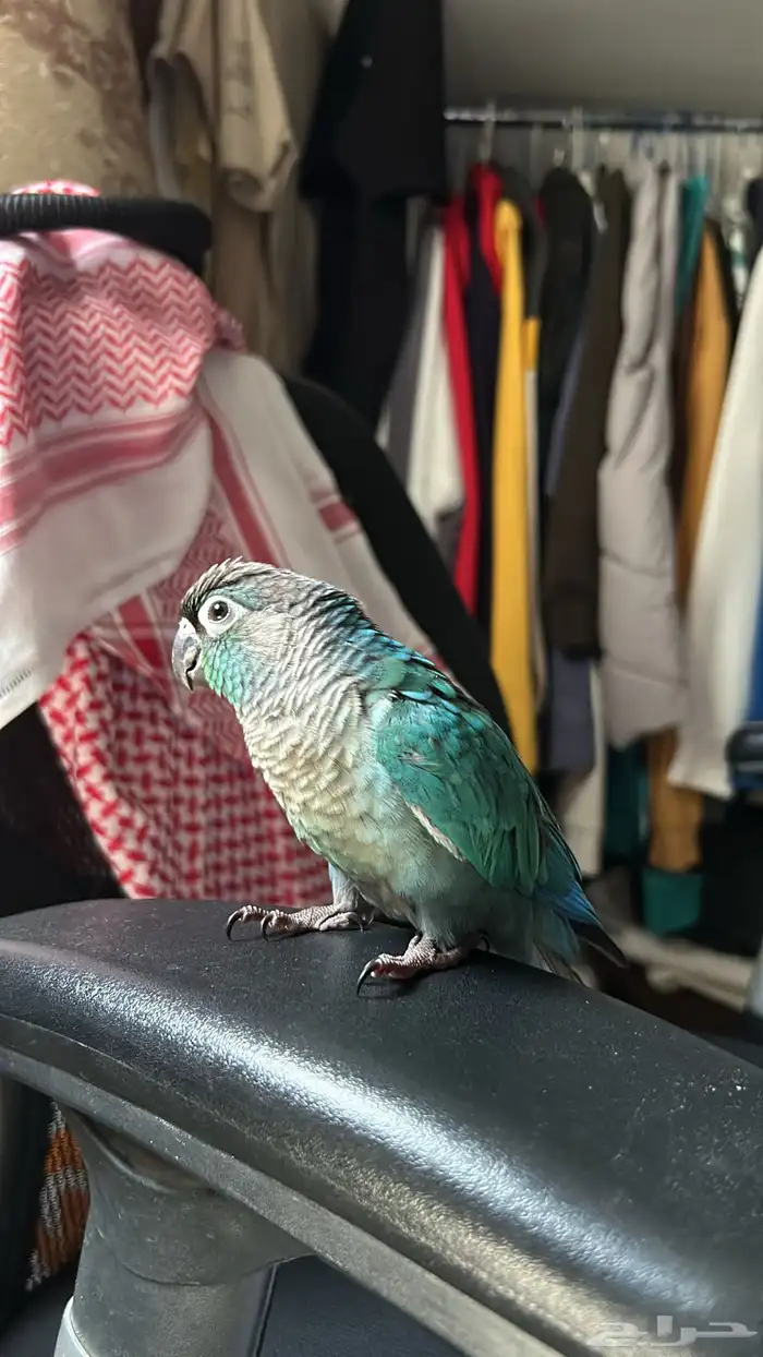 فرخ كنيور بلو شيك 3