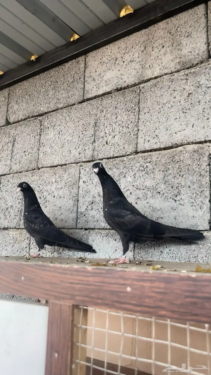 طبات رامبوري ( تم البيع ) 2