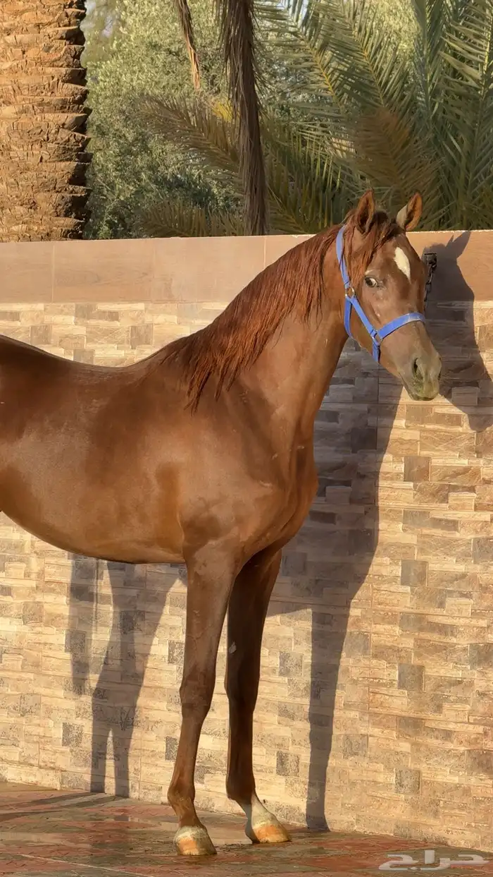 مهره واهو جمال للبيع 0