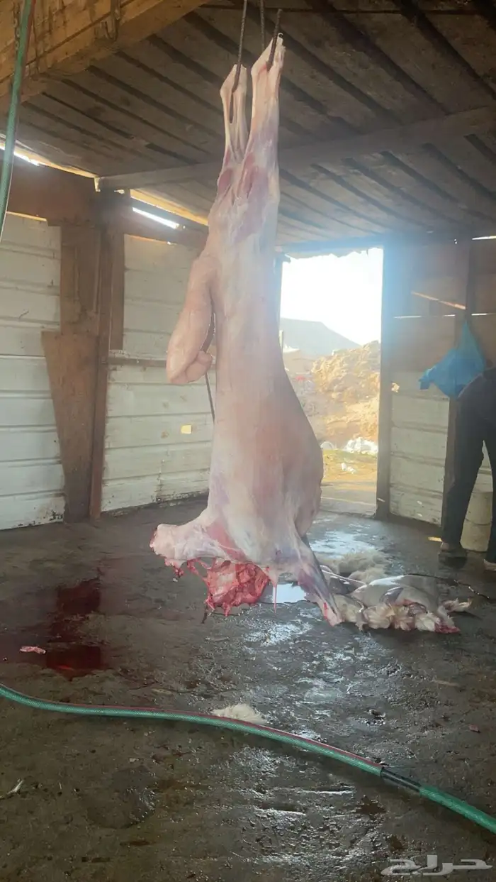 ذبايح حري يوجد صلخ وتوصيل 12