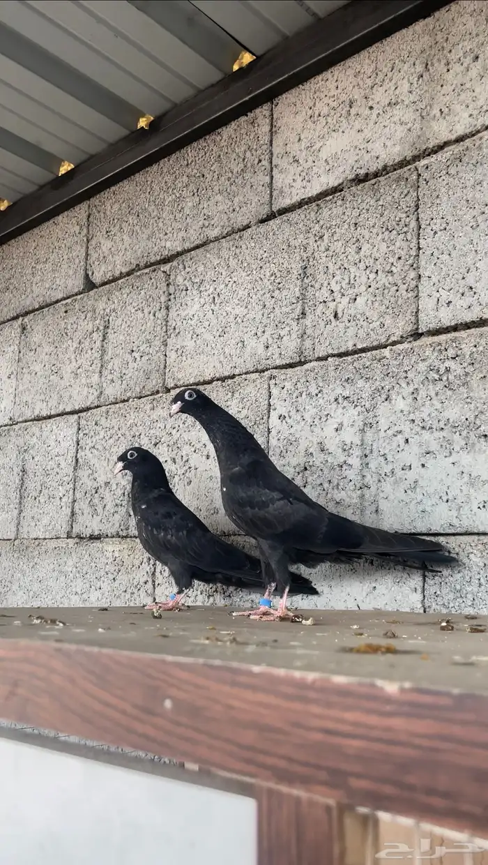 طبات رامبوري ( تم البيع ) 1