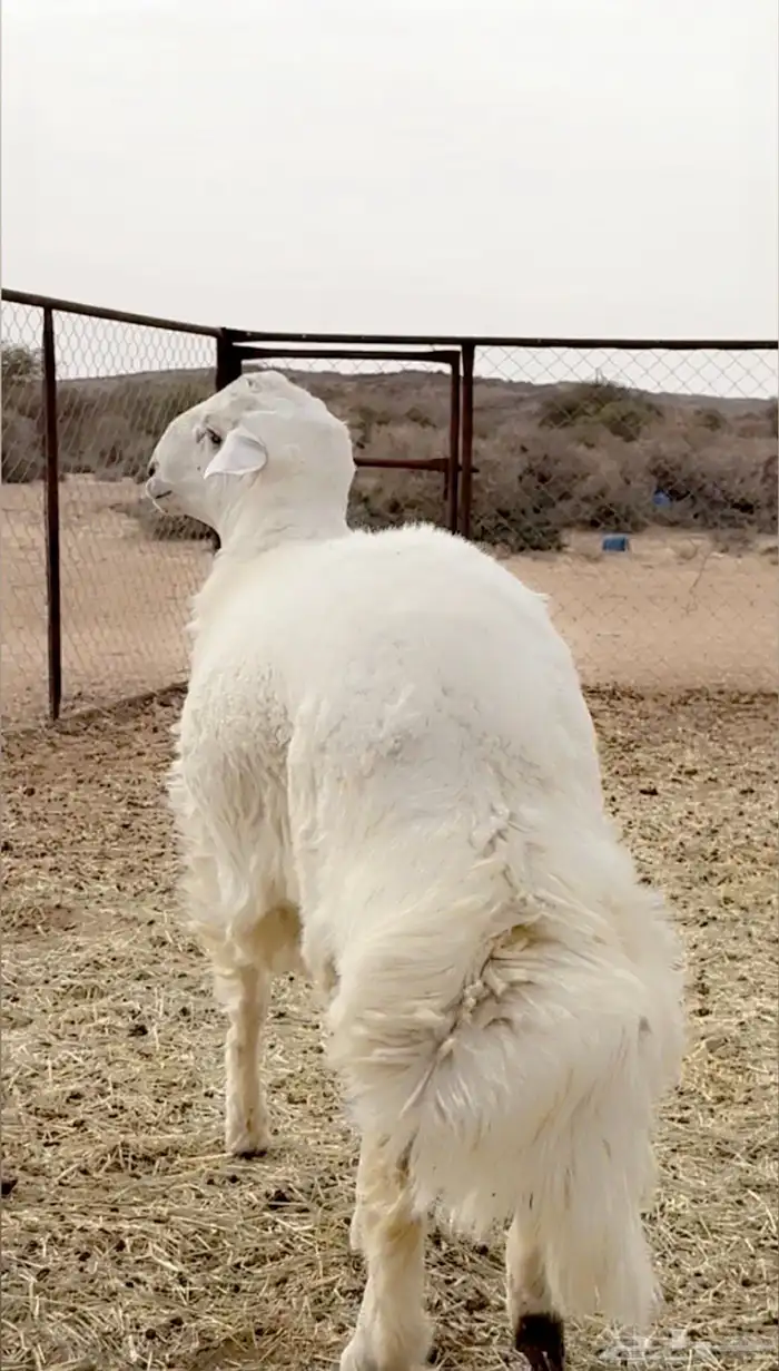 خروف حري مشروع فحل فاخر 2
