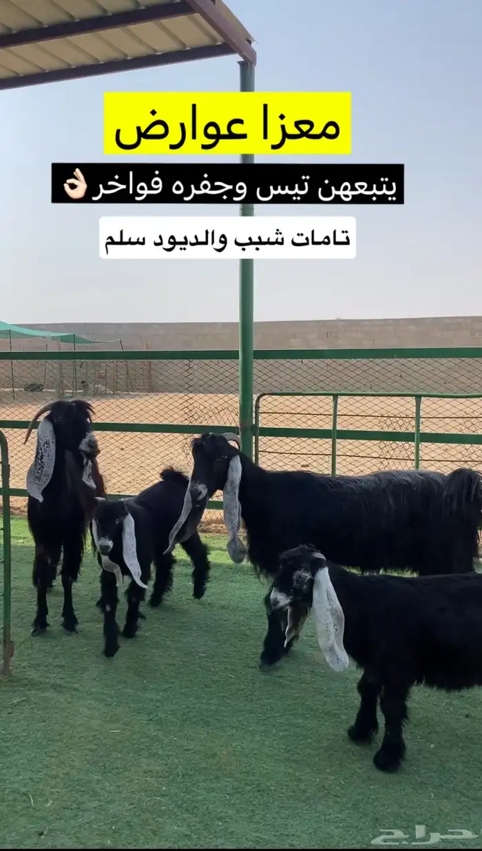 معزا مطافيل 1