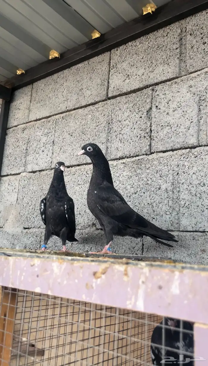 طبات رامبوري ( تم البيع ) 0