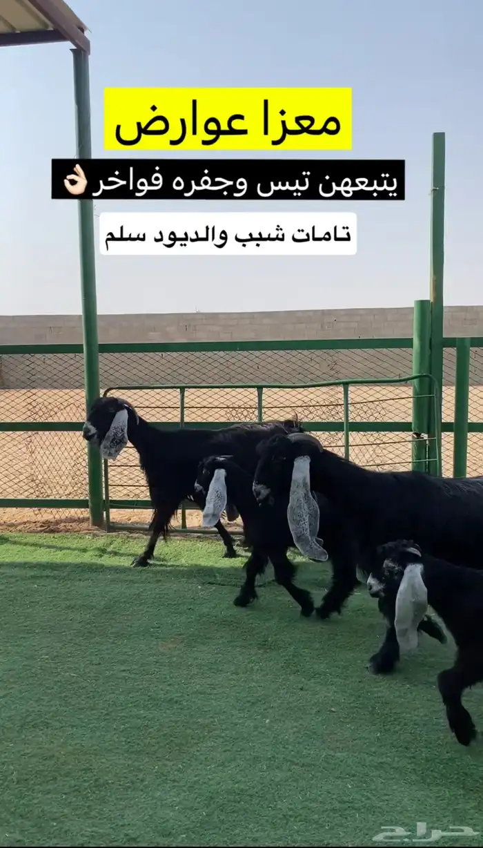 معزا مطافيل 2