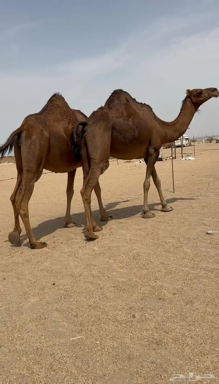 بكار سواحل ملاقي 0