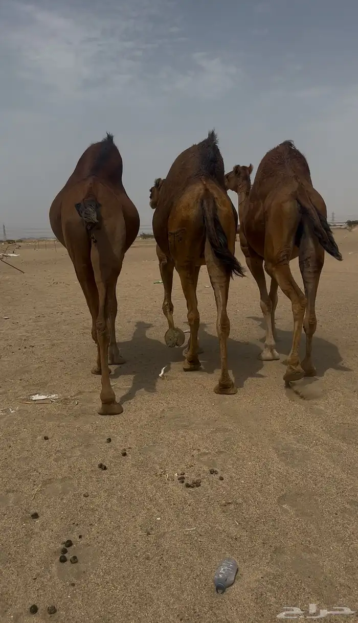 ابل سواحل لقحات من 10 2