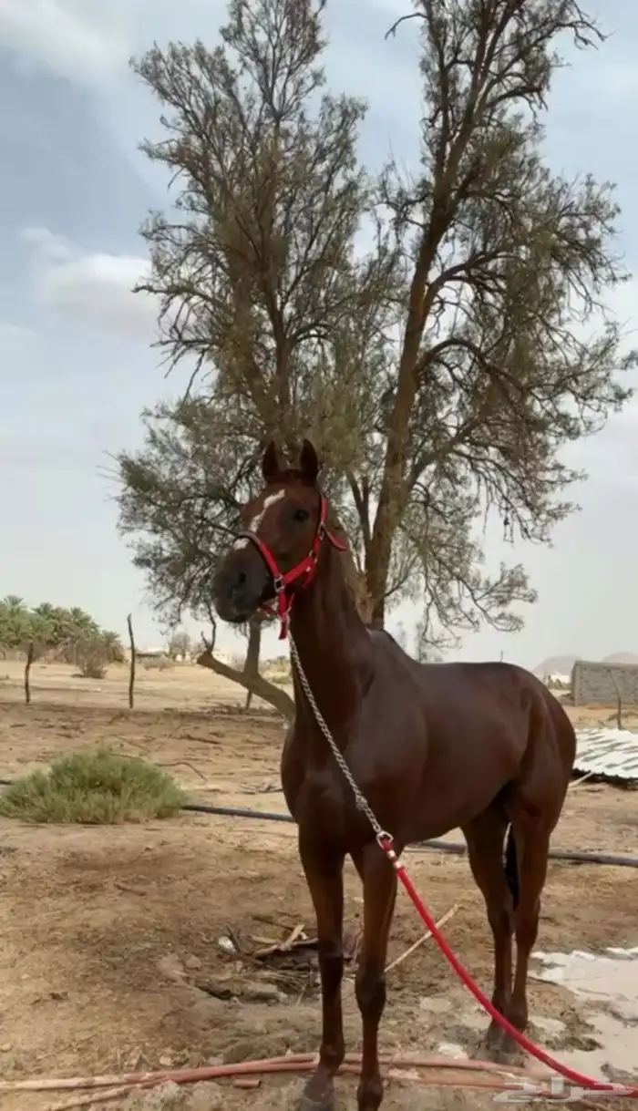 حصان شعبي شيخ 1