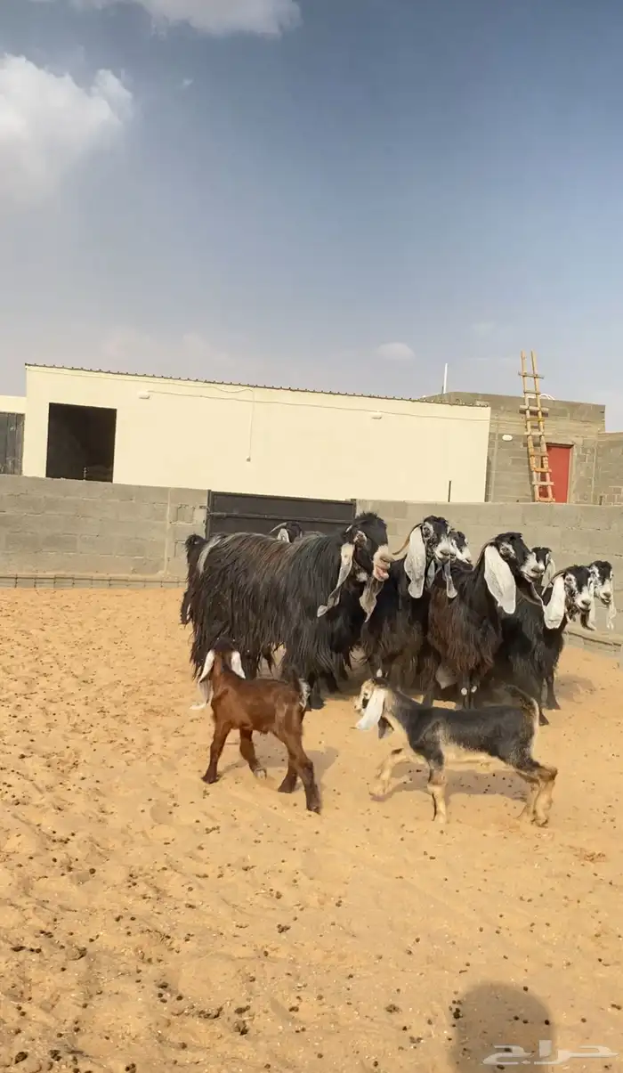 معزا عوارض صنف خلفات 2