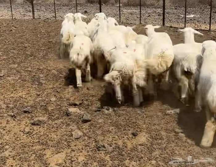 تم البيع 2