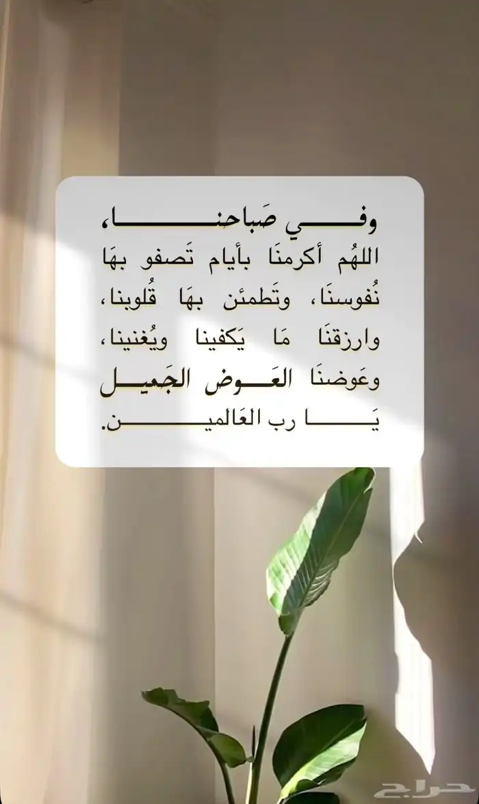 فندقة طيور الشرقيه جميع الطيور تدريبهم 0