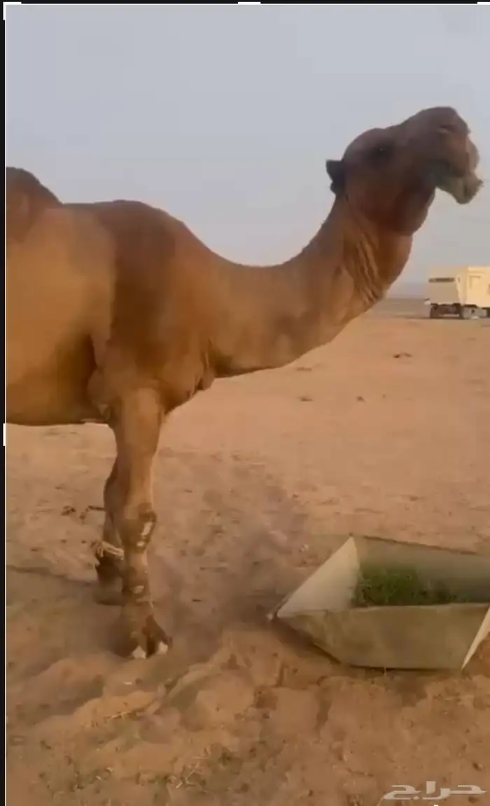 فحل لبيع الموجودات بناته 6