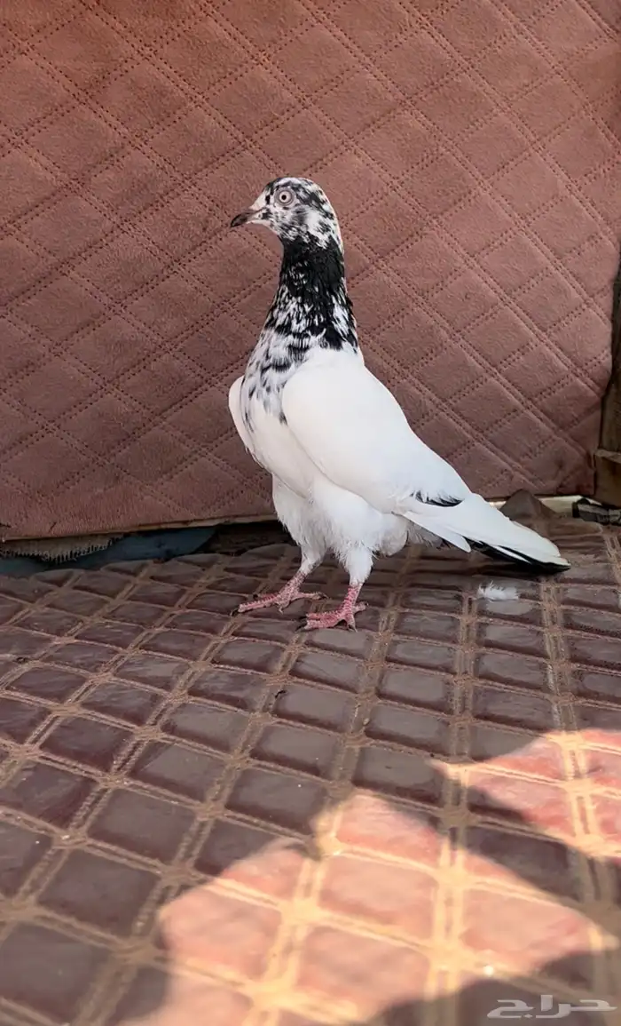 اثنى بكستانيه منتجه للبيع 0