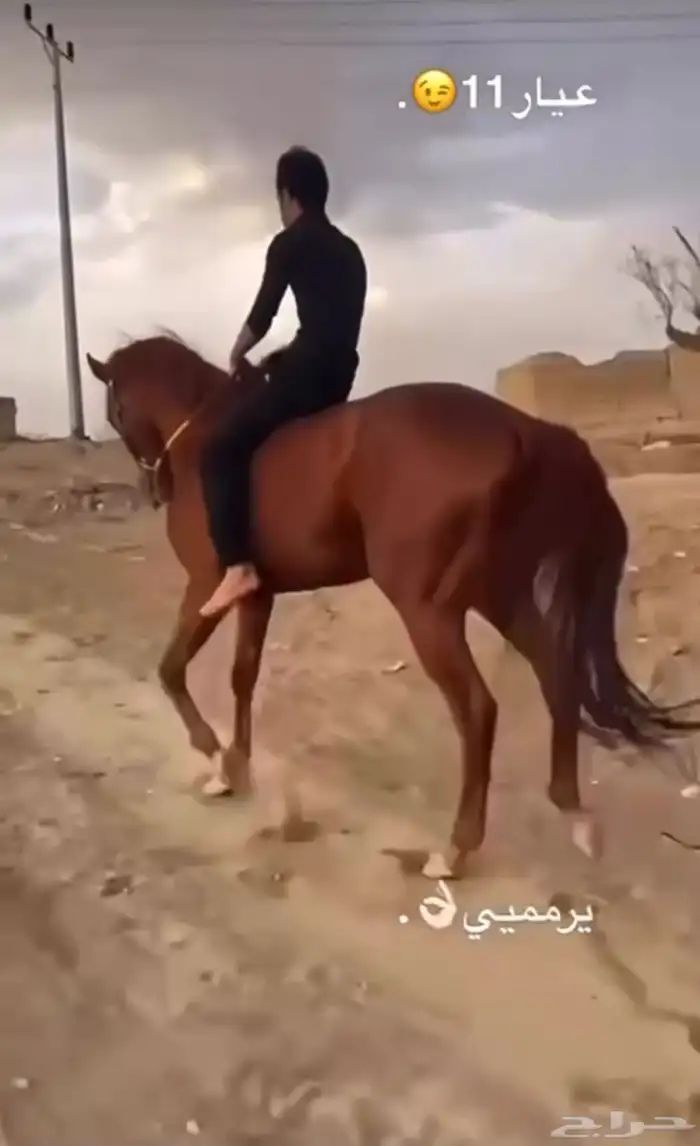 حصان شعبي شيخ 2