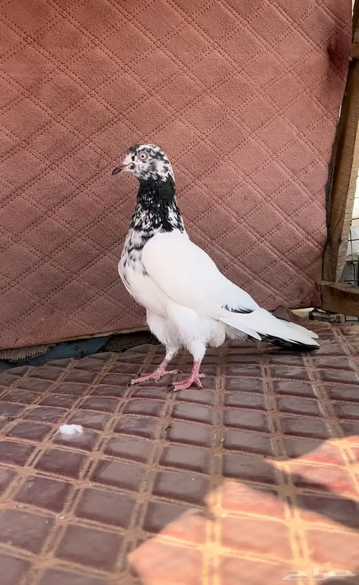 اثنى بكستانيه منتجه للبيع 1