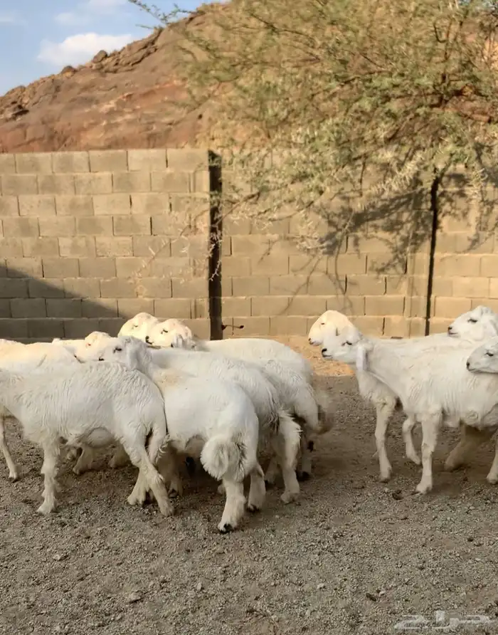 بهم هرافى 2