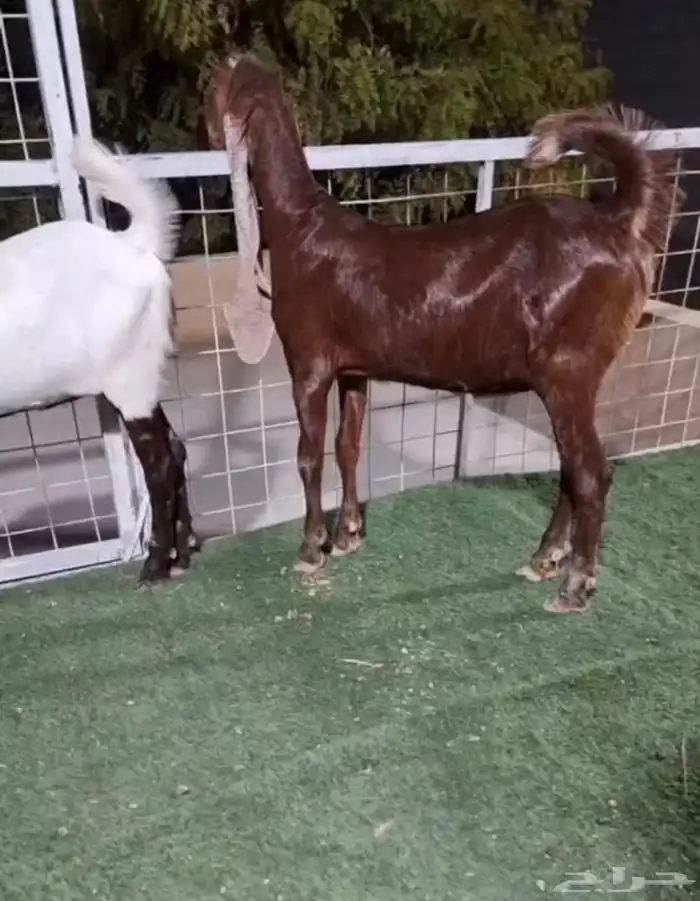 جفار هولنديه حجازية 5