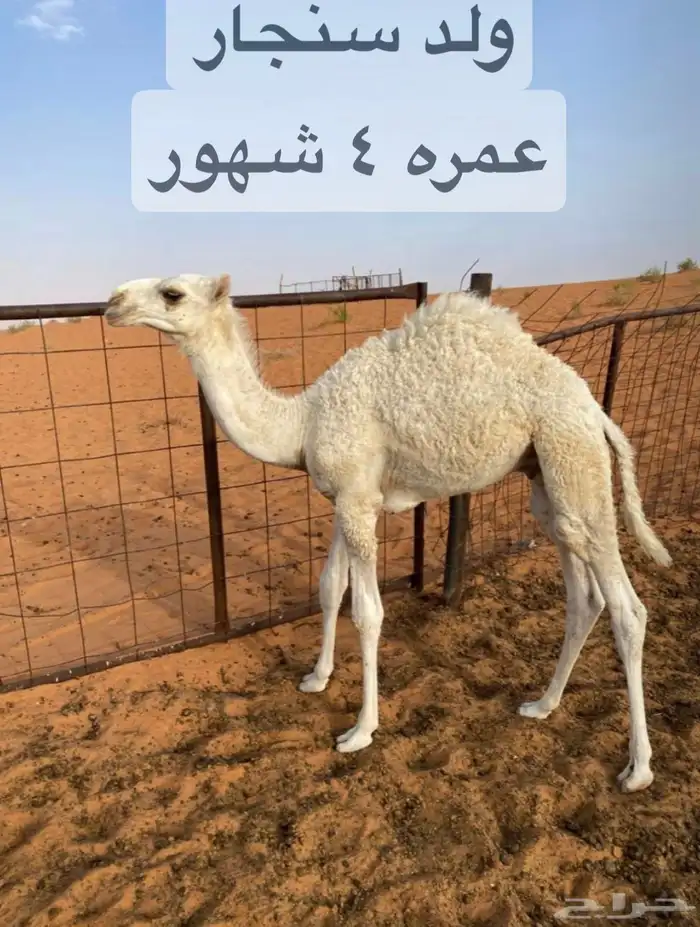 حوار طيب ولد سنجار 0