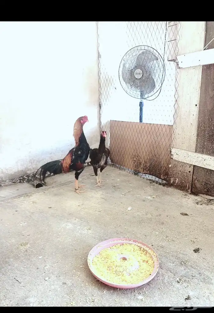 شامو يباني 3