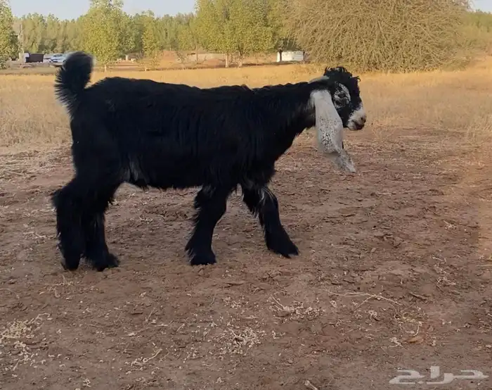 مشروع معرف للبيع 1