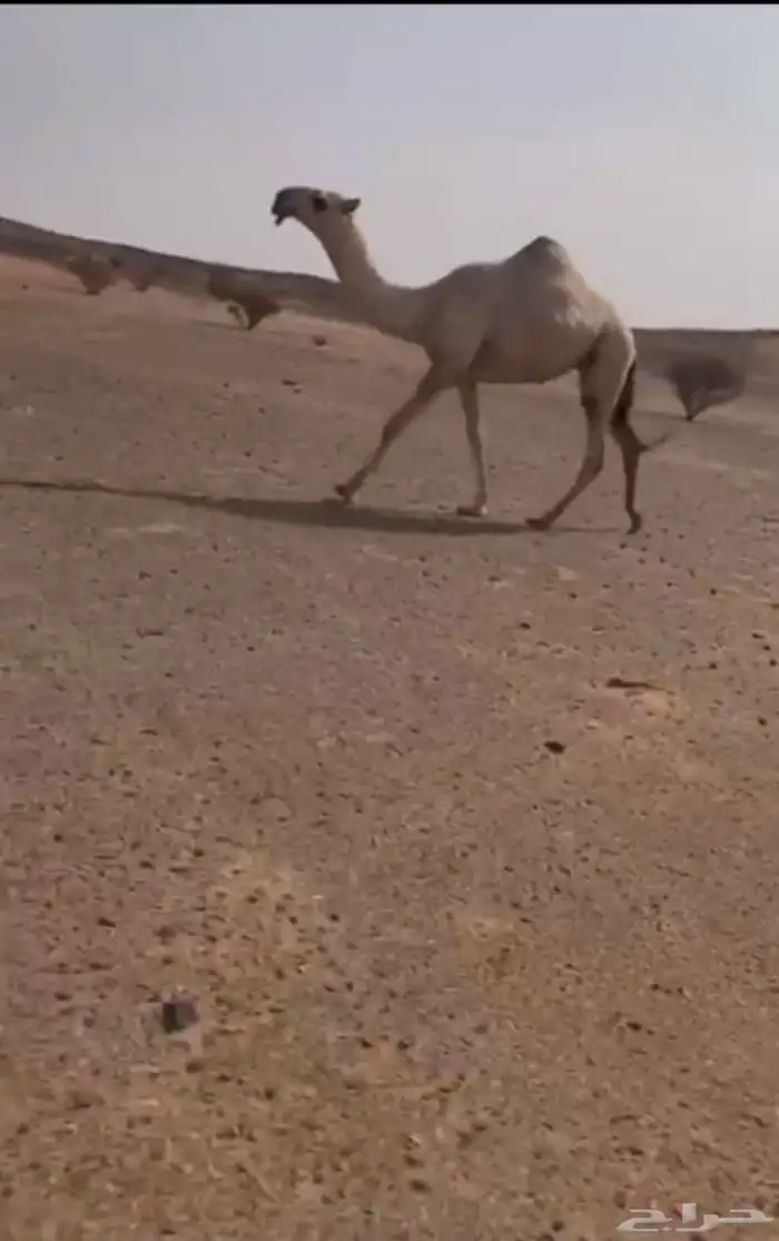 بكره شقحا شقحا 0