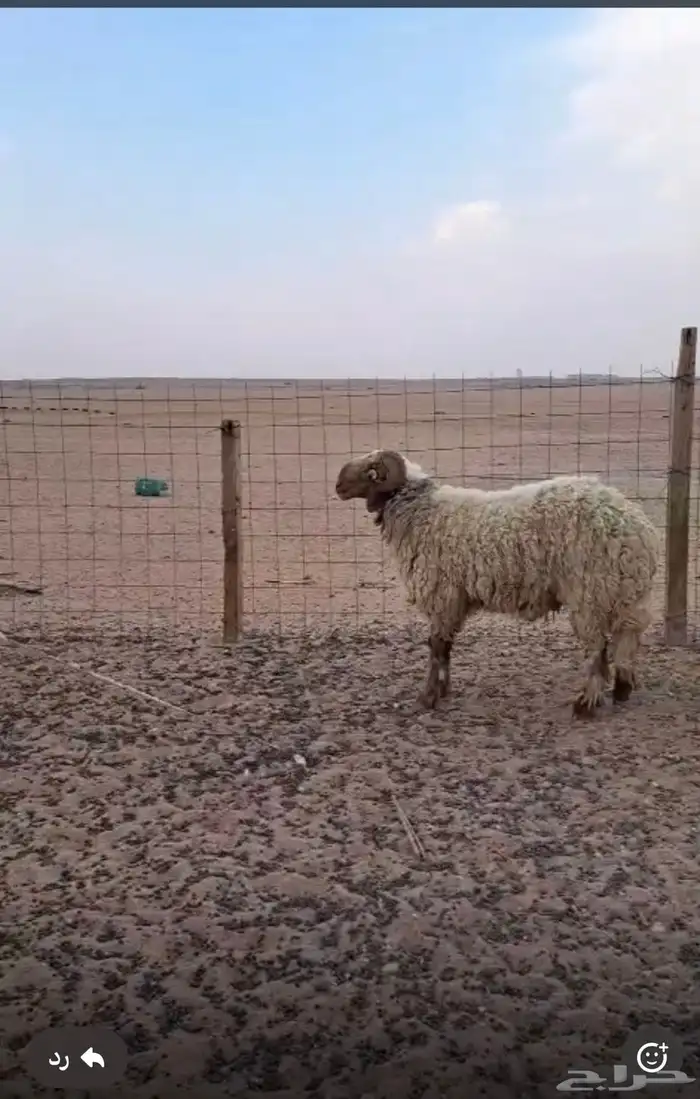 خروف فحل شرط القريع 2