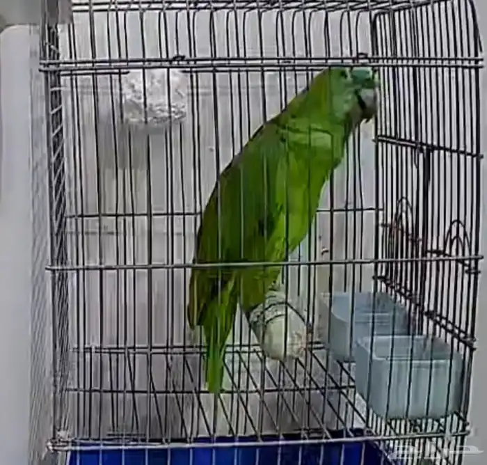 يلوناب 2