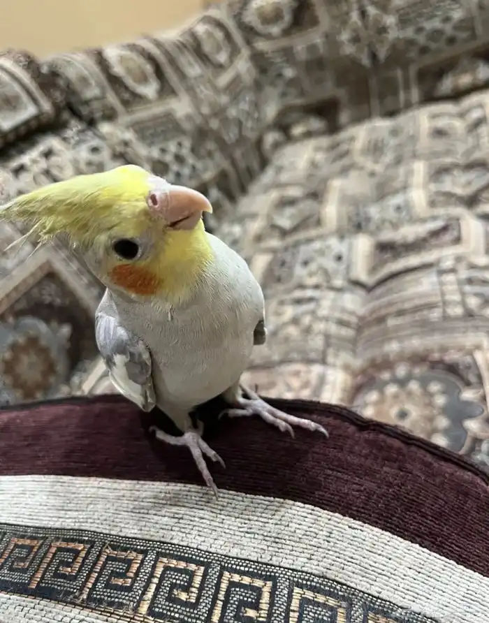 كروان الليف 0