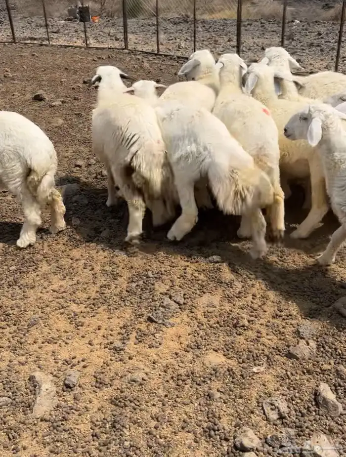 تم البيع 0