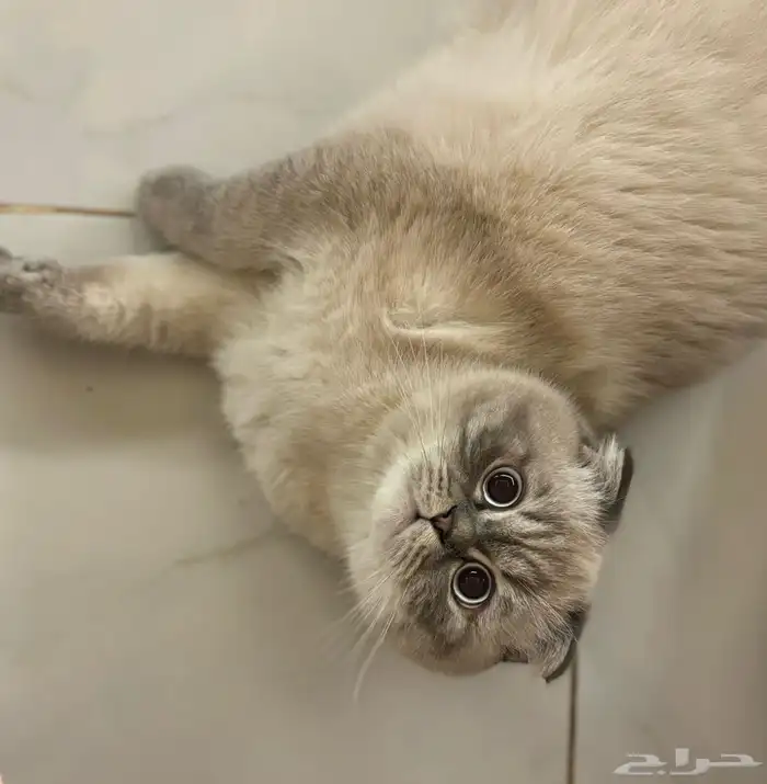 سكوتش للتزاوج 2