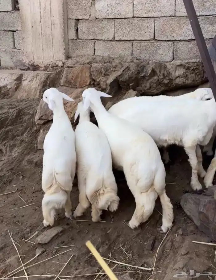 مراح عبدالله للذبائح 0
