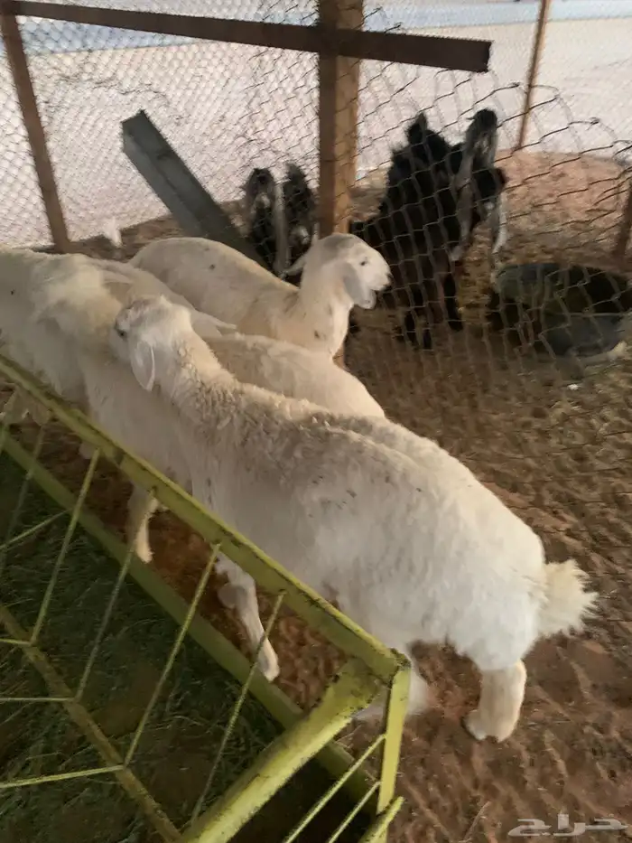 ذبايح حريات 3