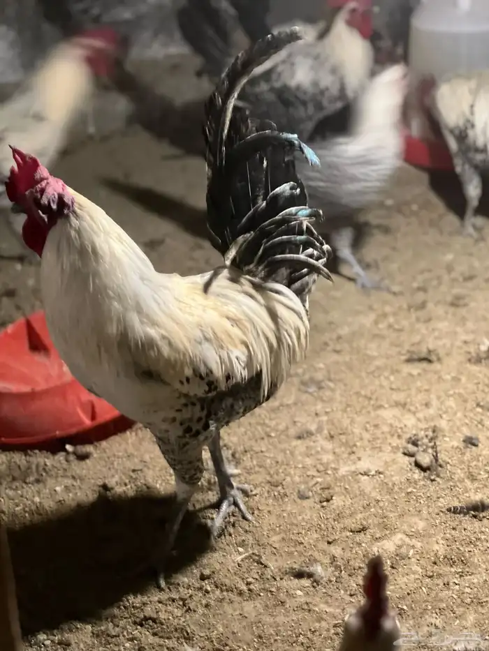 دجاج فيومي للييع 8