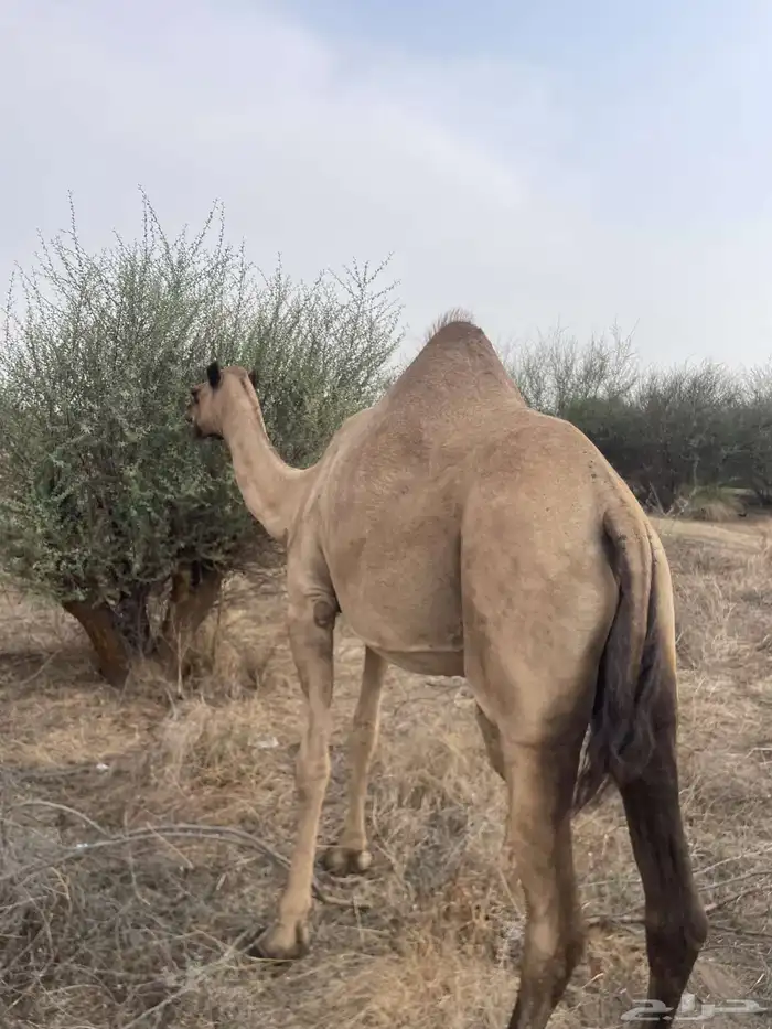إبل فواخر للبيع 0