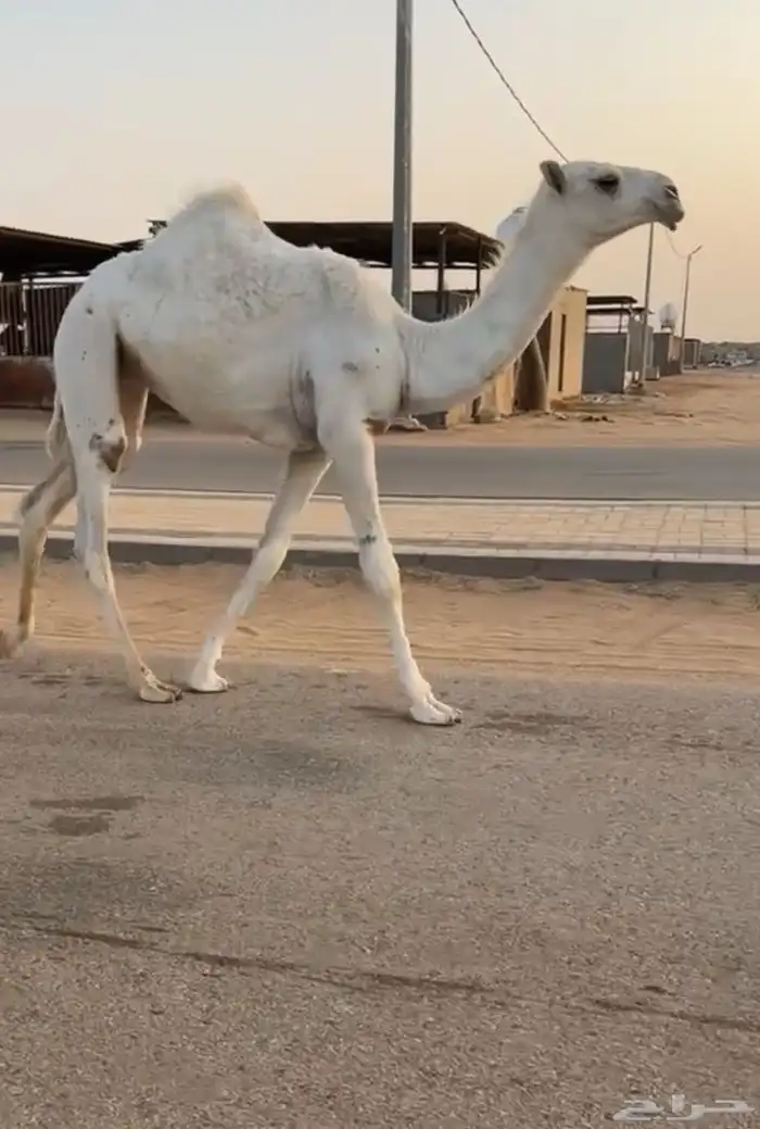 عشراء وضحاء حدرها بكره كفو منوة القناي 3