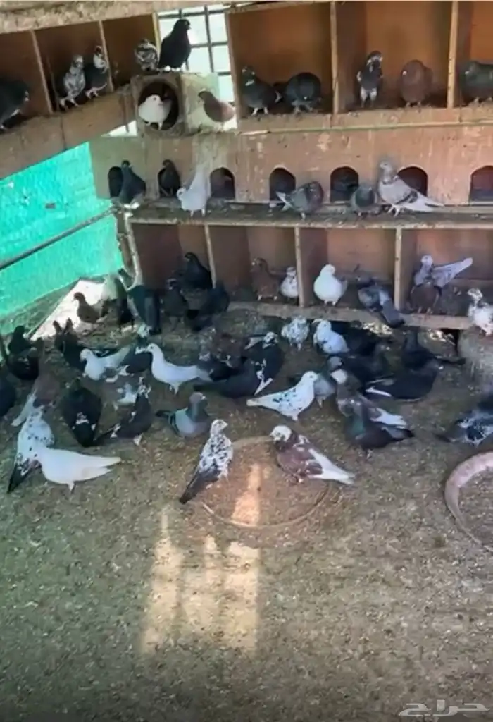 حمام للبيع 0