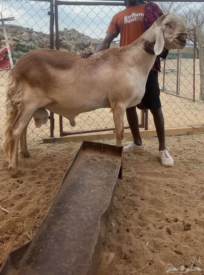 درماني صنف 0