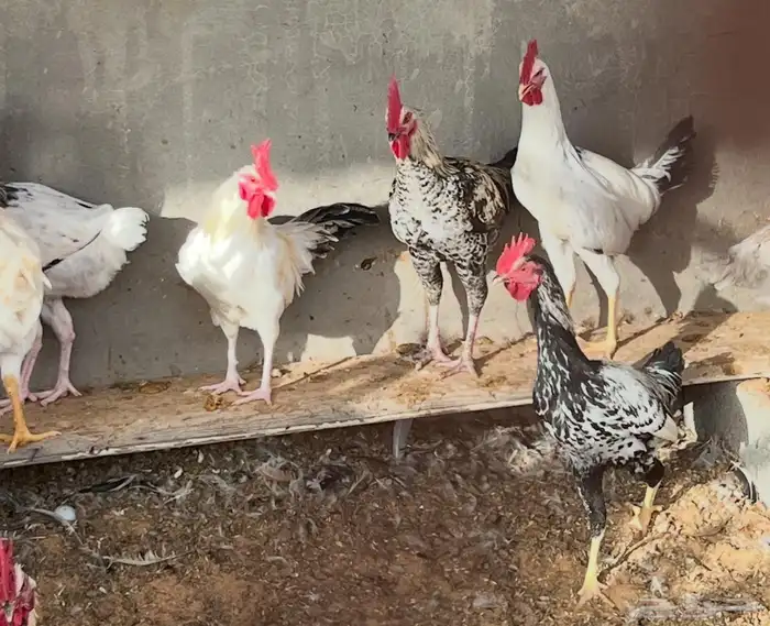 دجاج بي اض 5