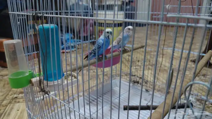 budgies for sell 0
