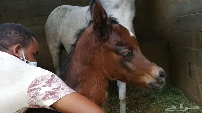 لمحبين تربيت وايواء الخيل والعنايه بها 7