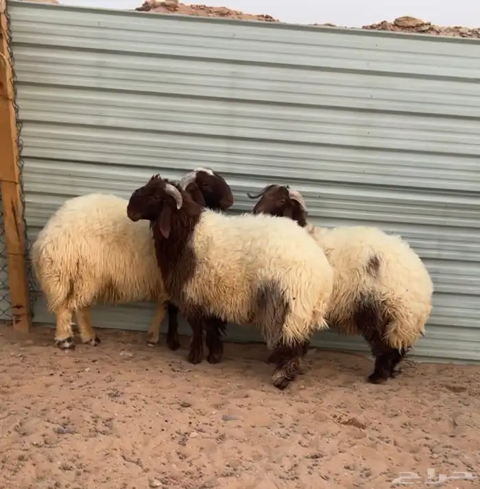 خرفان نواهي 0