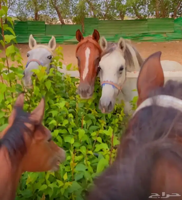 لمحبين تربيت وايواء الخيل والعنايه بها 1