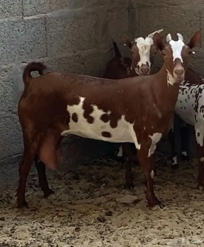 عنز رباع للبيع عمانيه 1