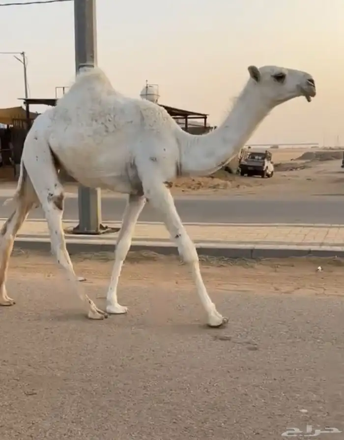 عشراء وضحاء حدرها بكره كفو منوة القناي 1