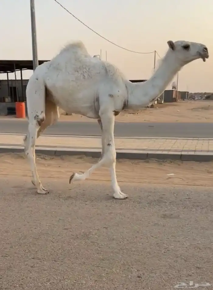 عشراء وضحاء حدرها بكره كفو منوة القناي 0
