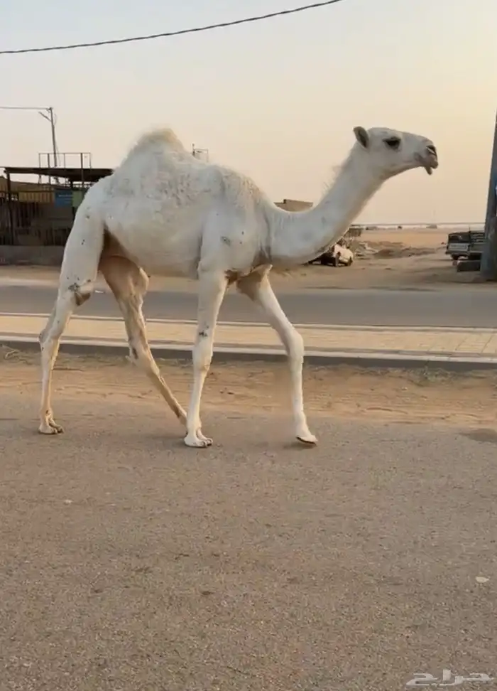 عشراء وضحاء حدرها بكره كفو منوة القناي 4